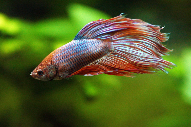betta, sea, day, glass - material, nature, focus on foreground, close-up, marine, swimming, water, aquarium, veils, warrior, freshwater, underwater, tropical