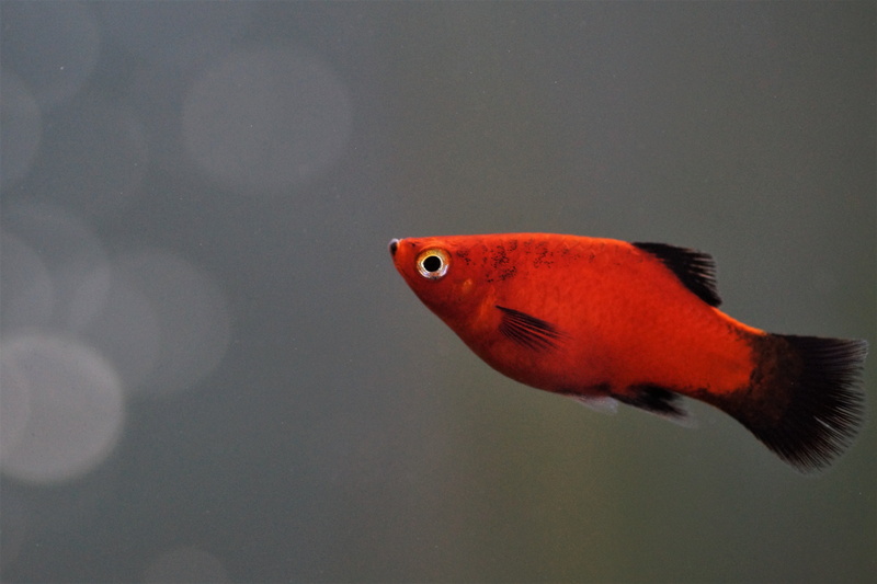 plata, speckled, aquarium, swimming, animal wildlife, živorodka, pets, animal, freshwater, animals in the wild, water, animal eye, sea life, hobby, no people