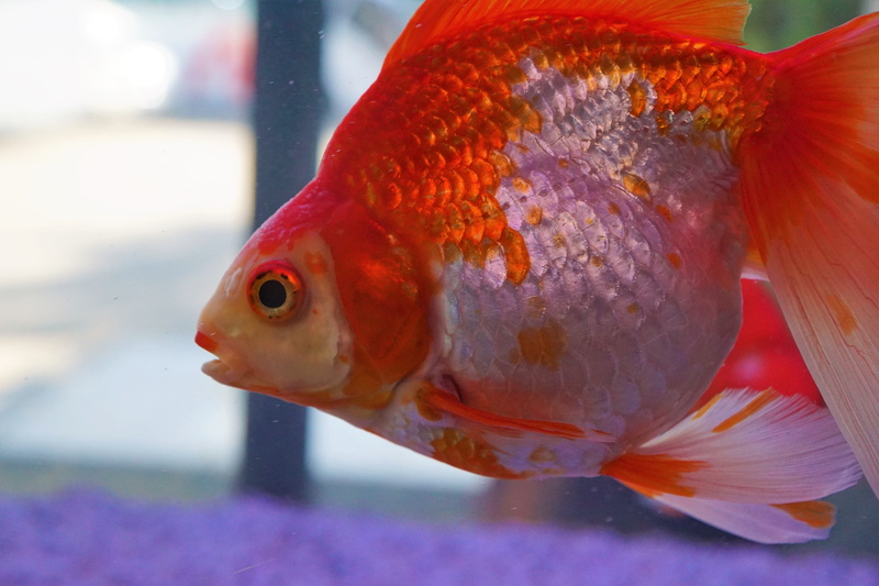 exotic, no people, nature, scale, aquarium, color, animal wildlife, animal, goldfish, animal themes, sea, swim, one animal, underwater, transparent, animals in captivity