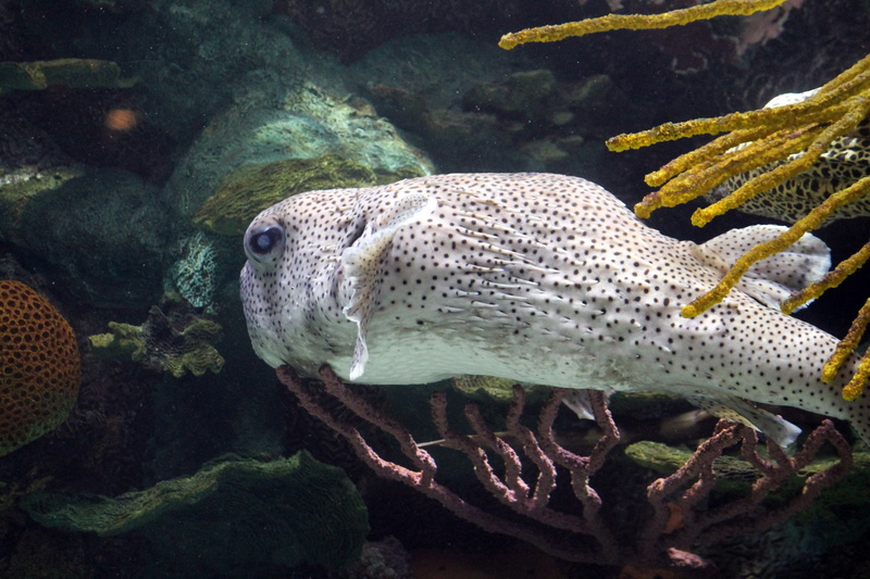 no people, animal wildlife, tank, one animal, aquarium, life, water, aquatic, tropical, ecosystem, underwater, puffer, 4K, fishbowl, sea life, animals in captivity