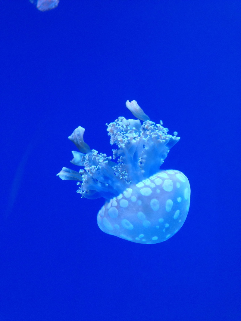 blue, wildlife, float, aquarium, Fish, aquatic, close-up, swimming, Jellyfish, no people, marine, invertebrate, water, tropical, Ocean, jelly-fish, nature