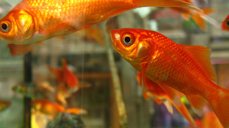 group of animals, animal, 2K, tail fin, vertebrate, orange color, animals in captivity, transparent, animal themes, water, tank, colorful, color, underwater