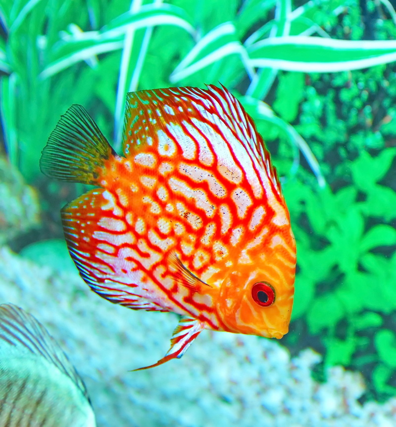 focus on foreground, reef, animals in captivity, fin, ocean, undersea, sea, animal, tropical, no people, fish, vertebrate, aquarium, orange, animals in the wild