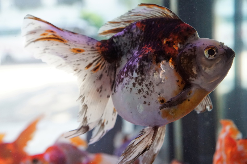thailand, a, 5K, aqua table, goldfish bowl, eat, focus on foreground, asia, outdoors, clarity, daylight, exotic, food and drink, wild, ocean, day, water