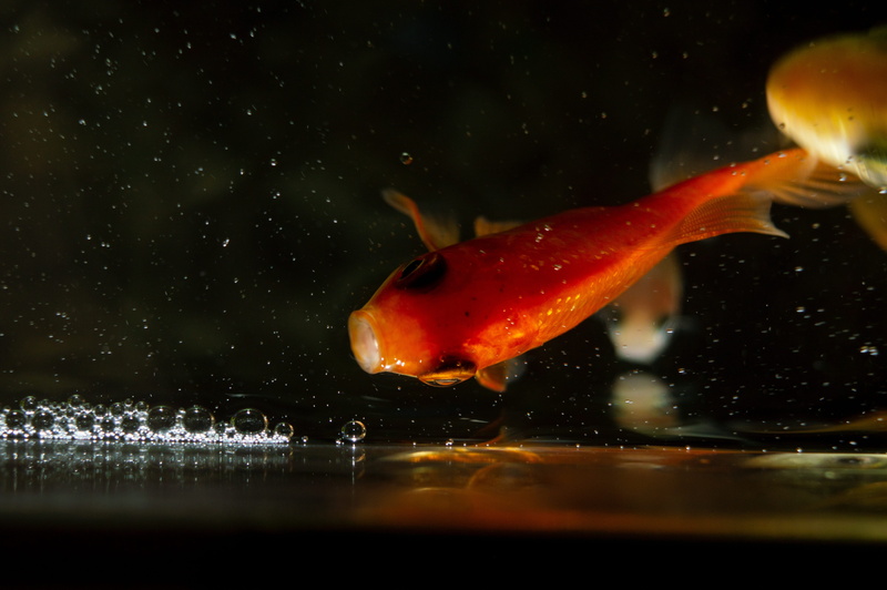 swim, underwater, vertebrate, gold, close-up, aquarium, sea, blue, fishing, asia, water, animal, deep, ocean, fish, outdoors, kenya, orange color, nature