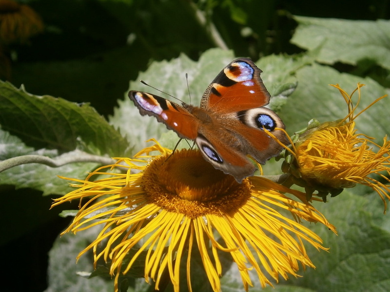 pollination, nature, butterfly - insect, flower, guppy, animal wing, vulnerability, invertebrate, 1080P, fragility, focus on foreground, plant, animal