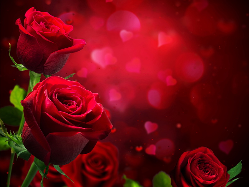 photo, celebration, beauty In Nature, wedding, rose, rose - Flower, flower Head, inflorescence, Flowers, valentines Day - Holiday, flowering plant, freshness