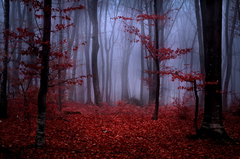 halloween, non-Urban Scene, tranquility, night, 5K, tree, leaves, dark, nature, backgrounds, fairy Tale, change, outdoors, day, tree trunk, multi Colored