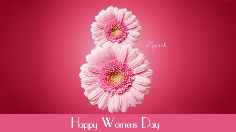 pink, gerbera, International Womens Day, March 8, 4K, flowers