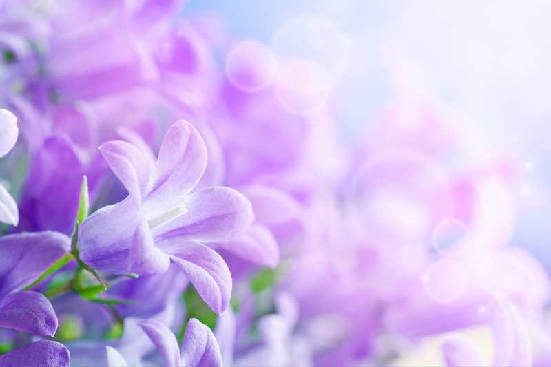 sheets, flowers, day, nature, soft focus, flowering plant, close-up, growth, petal, defocused, leaf, bells, pink Color, bouquet, freshness, bokeh, lilac