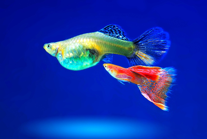 two, fishes, close-up, beauty in nature, nature, red, one animal, saltwater fish, Aquarium, animals in the wild, animal themes, no people, animal wildlife