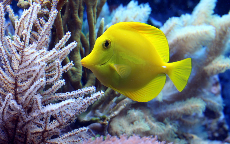 sea, tropical, water, animals in the wild, fish, yellow, ornamental, ocean, sea life, marine, no people, animal themes, swimming, underwater, profile view