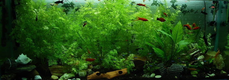 no people, exotic, healthy eating, colorful, plant, leaf, close-up, water, day, freshness, outdoors, underwater, tranquility, growth, swim, plant part