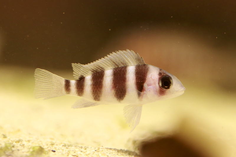 tropical fish, fish, nature, close-up, marine, animals in captivity, animal, freshwater fish, cichlids, aquarium, front hotel, animals in the wild, swimming