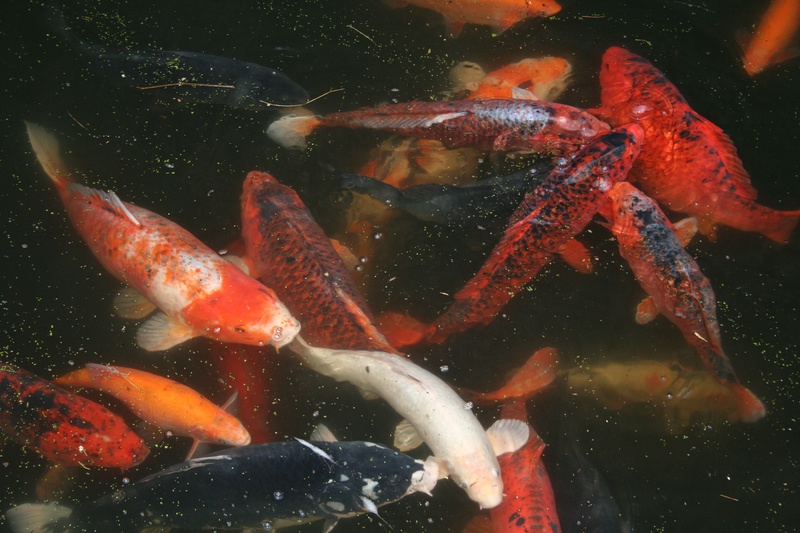 water, 2K, animal, fish, koi, nature, animal wildlife, koi carp, ornamental fish, group of animals, sea, large group of animals, vertebrate, swimming