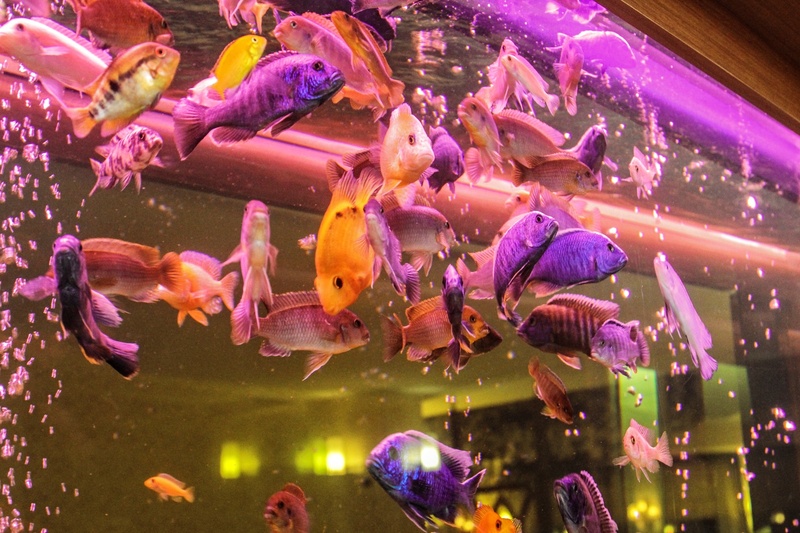 ornamental fish, glass - material, animals in captivity, animals in the wild, perch, mouthbrooders, marine, aquarium, vertebrate, sea life, transparent