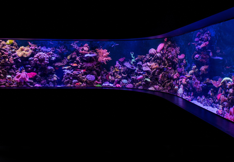 cairn, beauty in nature, sea life, flower, indoors, copy space, display, light, coral reef display, swimming, sea, australia, zoo, marine aquarium, pet