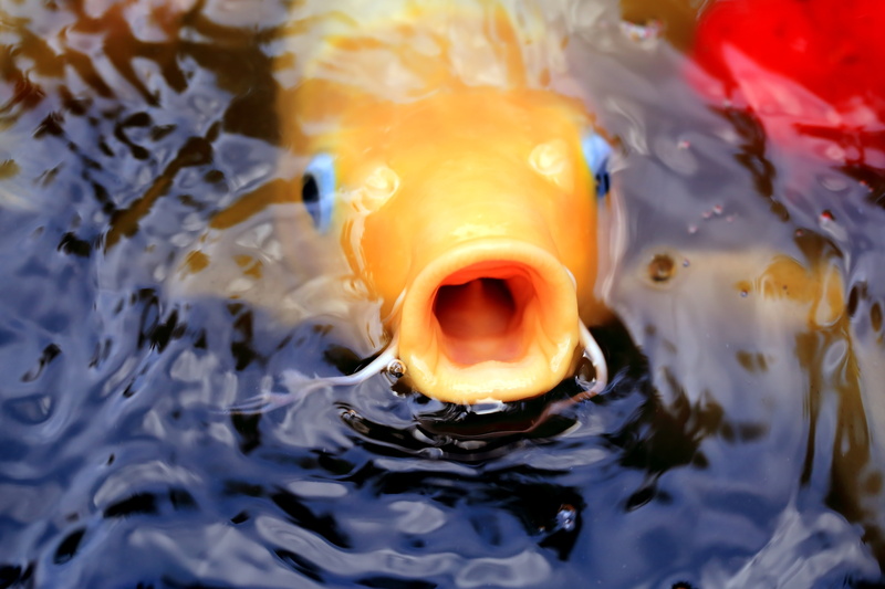mouth open, animal body part, pets, swimming Animal, koi, animal head, 5K, sea, goldfish, aquatic, ornamental, water, mouth, underwater, marine, outdoors