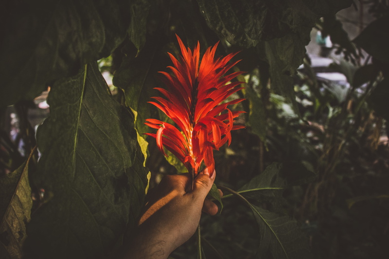 carp, plant part, conifer, serres dauteuil garden, wildlife, fish, vulnerability, growth, nature, flower bouquet, petaled, one person, finger, flower, flower arrangement