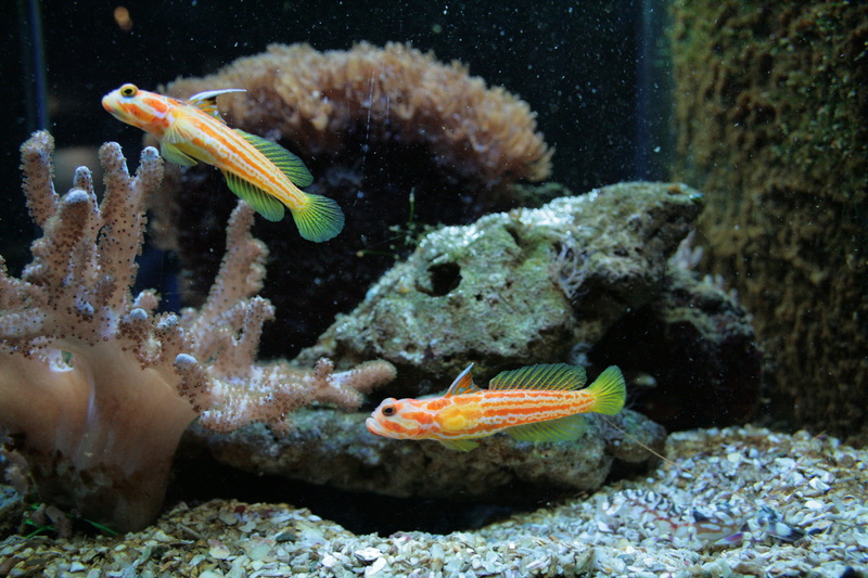 swimming, 4K, aquarium fish, ornamental fish, sea life, one animal, undersea, sea, water, coral, animals in the wild, animal, vertebrate, invertebrate