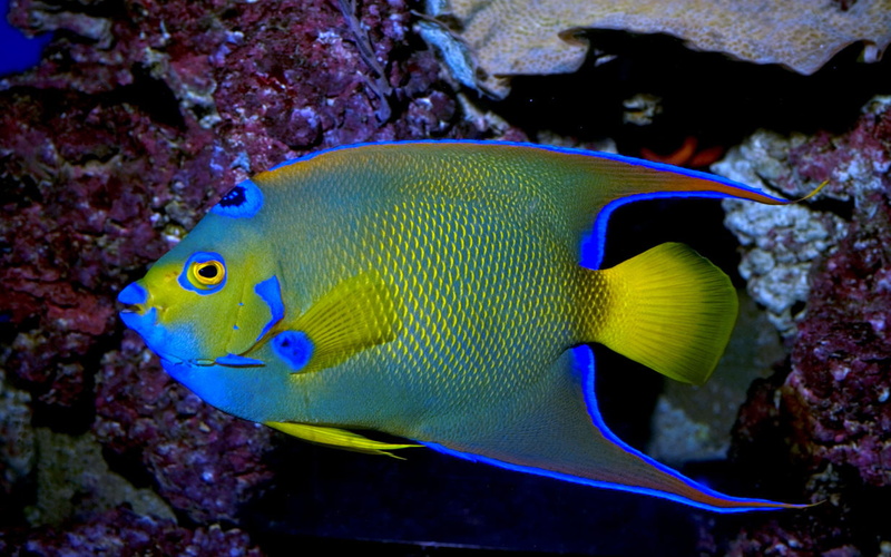 nature, animal wildlife, exotic, coral, vertebrate, laptop, undersea, beauty in nature, 4K, one animal, sea life, marine, outdoors, sea, queen, animals in the wild