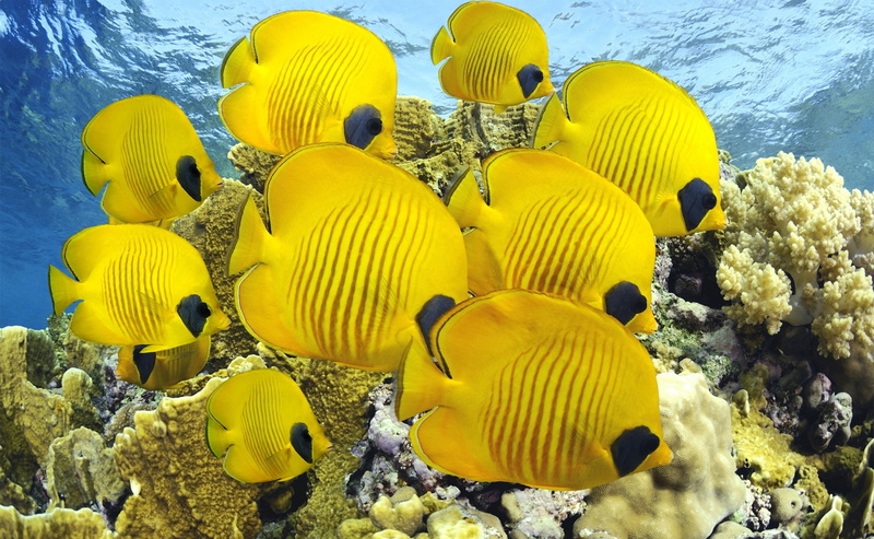 Sea, animals in the wild, no people, coral, underwater, butterflyfish, group of animals, outdoors, 2K, large group of animals, animal wildlife, yellow fish