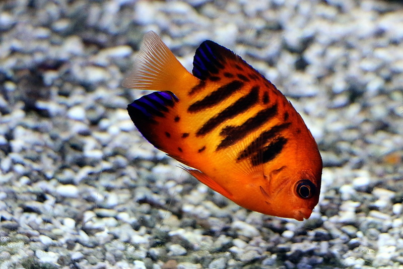 water, sea, red, ocean, swimming, diving, animal, reef, animals in the wild, colorful, tropical, focus on foreground, insect, day, fish, underwater world