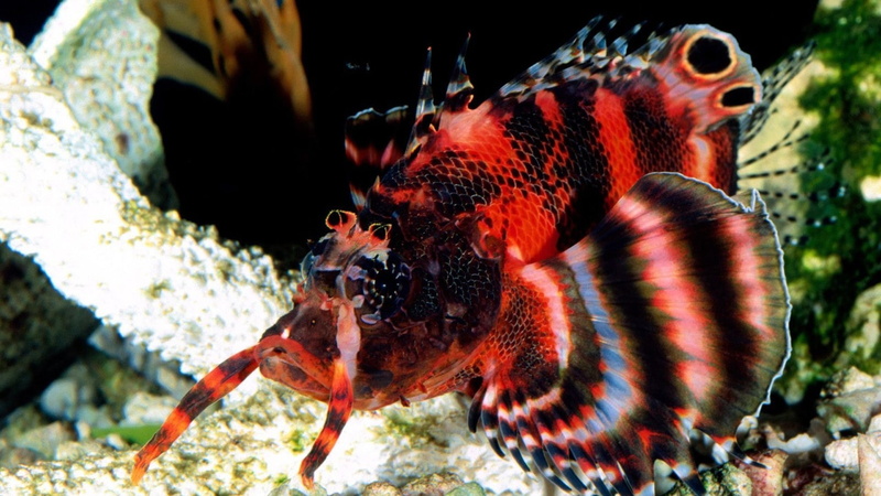 FISH, exotic, 1080P, hd, underwater, art, animals