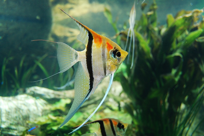 animals in the wild, animal, aquatic animal, vertebrate, close-up, transparent, sea life, animal themes, undersea, one animal, marine, aqua table, creature