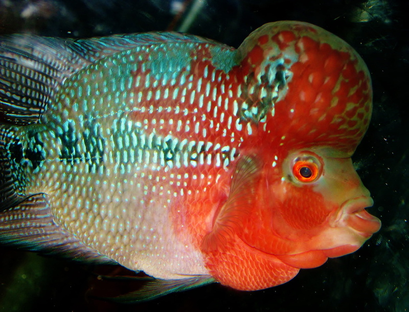 swimming, marine, life, photo, colorful, aquatic, close-up, fish, flowerhorn, indoors, animals in the wild, glass - material, one animal, pink, profile view