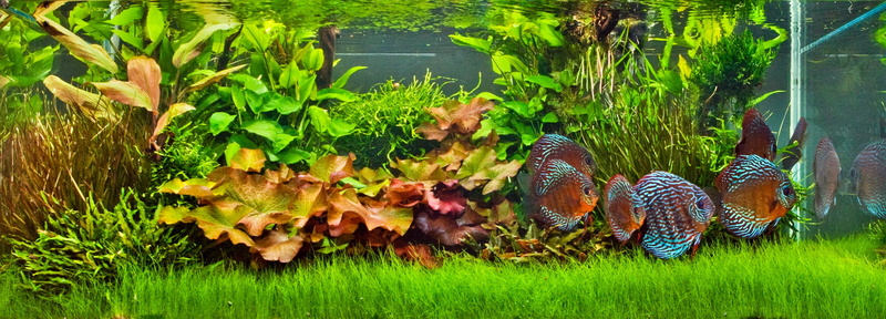 2K, tropical, fish, discus