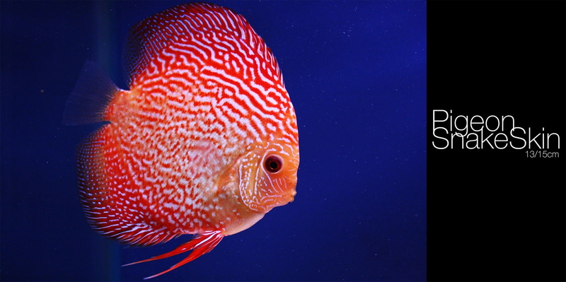 1080P, undersea, glass - material, marine, Discus Fish, fish, animals in the wild, animal, nature, orange color, indoors, animals in captivity, one animal