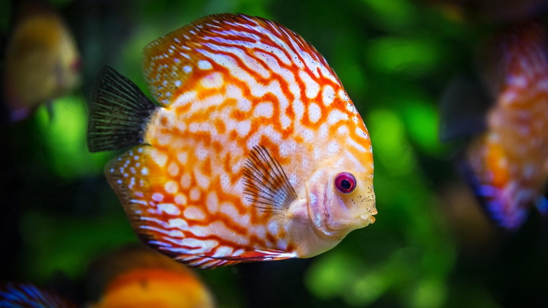 color, animal, 1080P, fish, discus