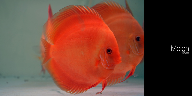 marine, animals in the wild, close-up, animal wildlife, tank, water, animal themes, aquarium, sea life, animals in captivity, underwater, sea, fish tank