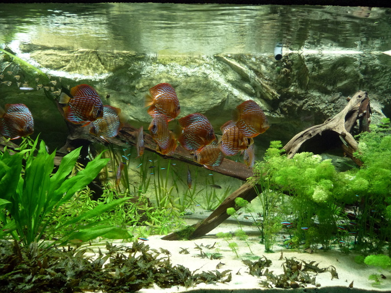 outdoors, vertebrate, sea, animal themes, shell, animal, day, group of animals, animal wildlife, animals in the wild, reptile, swimming, tropical, marine