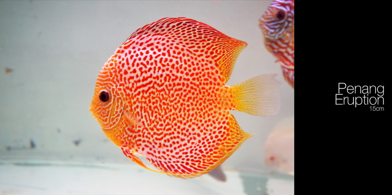 animals in the wild, nature, water, sea life, animal wildlife, transparent, glass - material, one animal, marine, swimming, close-up, orange color, fish tank