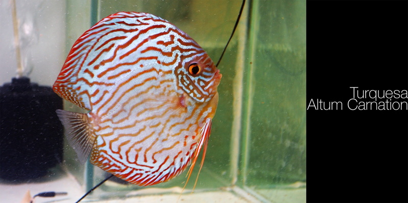 transparent, animal, animal themes, marine, vertebrate, animals in captivity, underwater, glass - material, close-up, no people, one animal, natural pattern