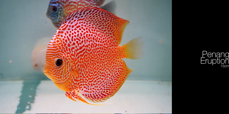 animal themes, animal, goldfish, sea life, fish, animal wildlife, close-up, water, swimming, transparent, vertebrate, indoors, marine, sea, glass - material