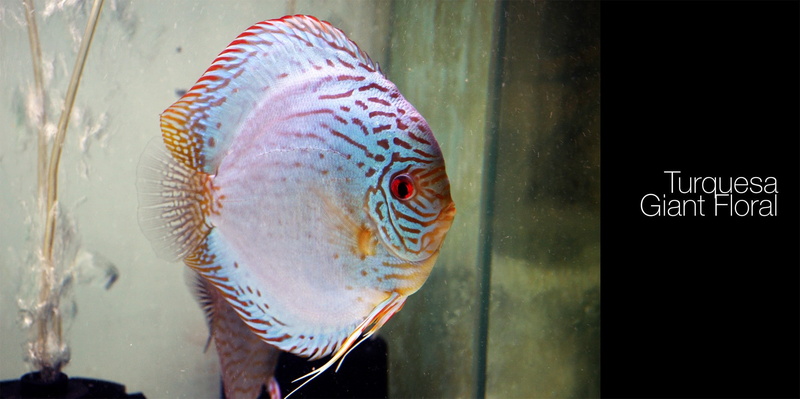 animal, animals in the wild, sea, animal themes, Discus Fish, close-up, one animal, seafood, 1080P, indoors, underwater, animal wildlife, fish, freshness