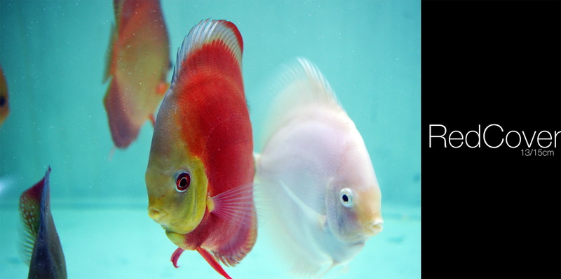 pets, animal wildlife, fish tank, fish, Discus Fish, 1080P, indoors, animals in the wild, water, animal themes, transparent, marine, goldfish, group of animals
