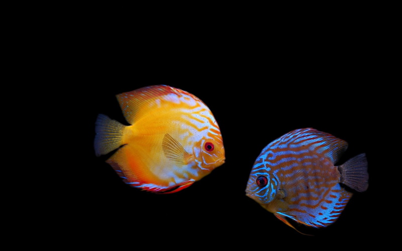 animal wildlife, indoors, animal, black background, close-up, animal themes, marine, swimming, 1080P, fish, studio shot, sea life, underwater, vertebrate