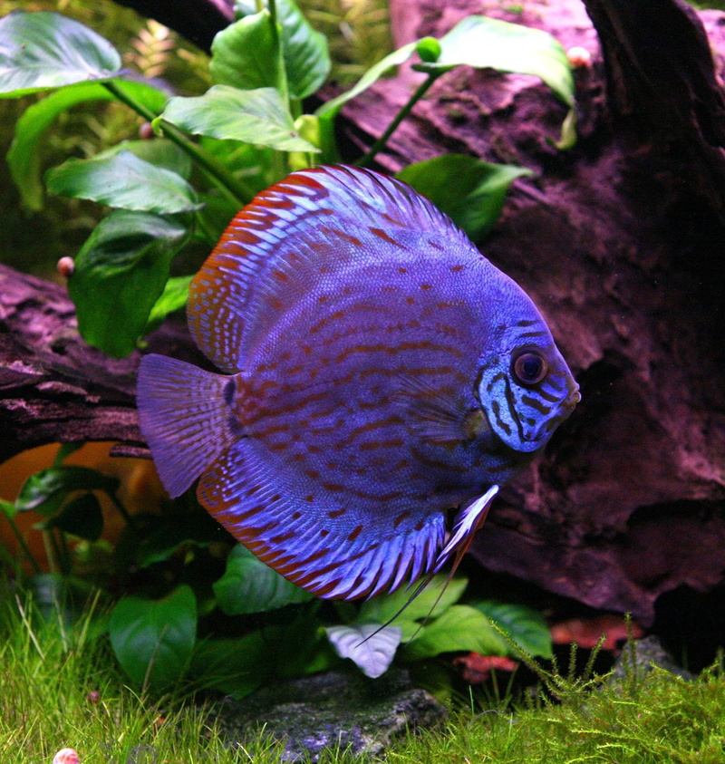 discus, 720P, fish, tropical