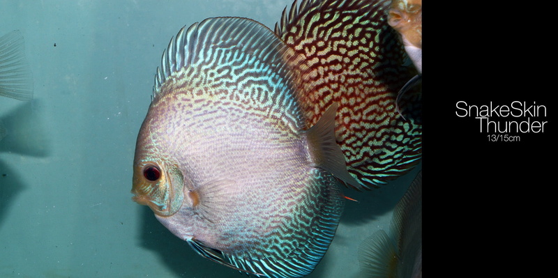 fish tank, vertebrate, close-up, marine, glass - material, sea, pets, Discus Fish, animals in the wild, saltwater fish, indoors, water, animal eye, animal wildlife