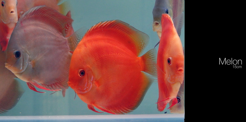sea life, water, indoors, no people, group of animals, goldfish, 1080P, swimming, tank, marine, animal wildlife, animals in the wild, animals in captivity