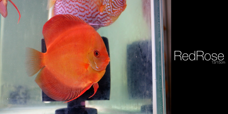 animal, animal themes, one animal, goldfish, fish, animal wildlife, transparent, orange color, animals in the wild, Discus Fish, glass - material, marine