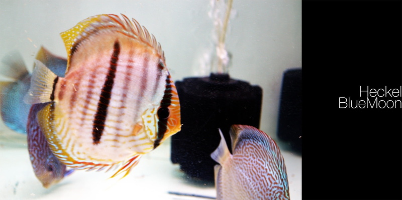 glass - material, Discus Fish, swimming, one animal, animal wildlife, 1080P, still life, animals in captivity, vertebrate, marine, fish tank, animal, animal themes