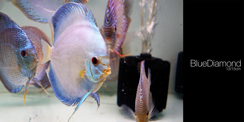 Discus Fish, marine, fishing industry, animal wildlife, fish tank, animal themes, no people, fish, vertebrate, glass - material, water, 1080P, aquarium