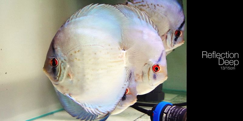 animal wildlife, food and drink, indoors, no people, animal head, animal themes, one animal, fish, food, glass - material, transparent, seafood, animal