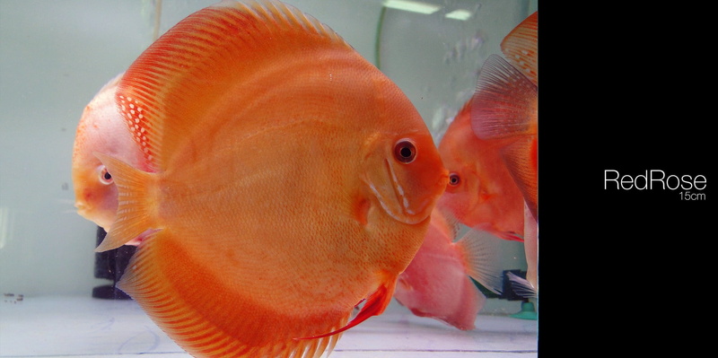 close-up, fish, animals in the wild, vertebrate, water, glass - material, animal themes, marine, one animal, goldfish, animal, 1080P, transparent, orange color