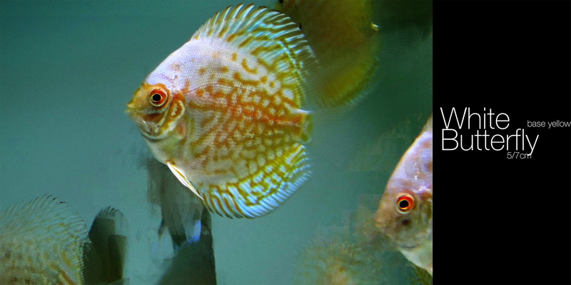 animal wildlife, tank, marine, animal scale, undersea, Discus Fish, transparent, sea life, close-up, 1080P, saltwater fish, water, animal themes, no people